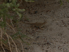 Phrynocephalus versicolor