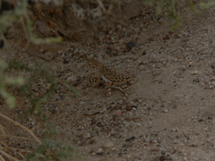 Phrynocephalus versicolor