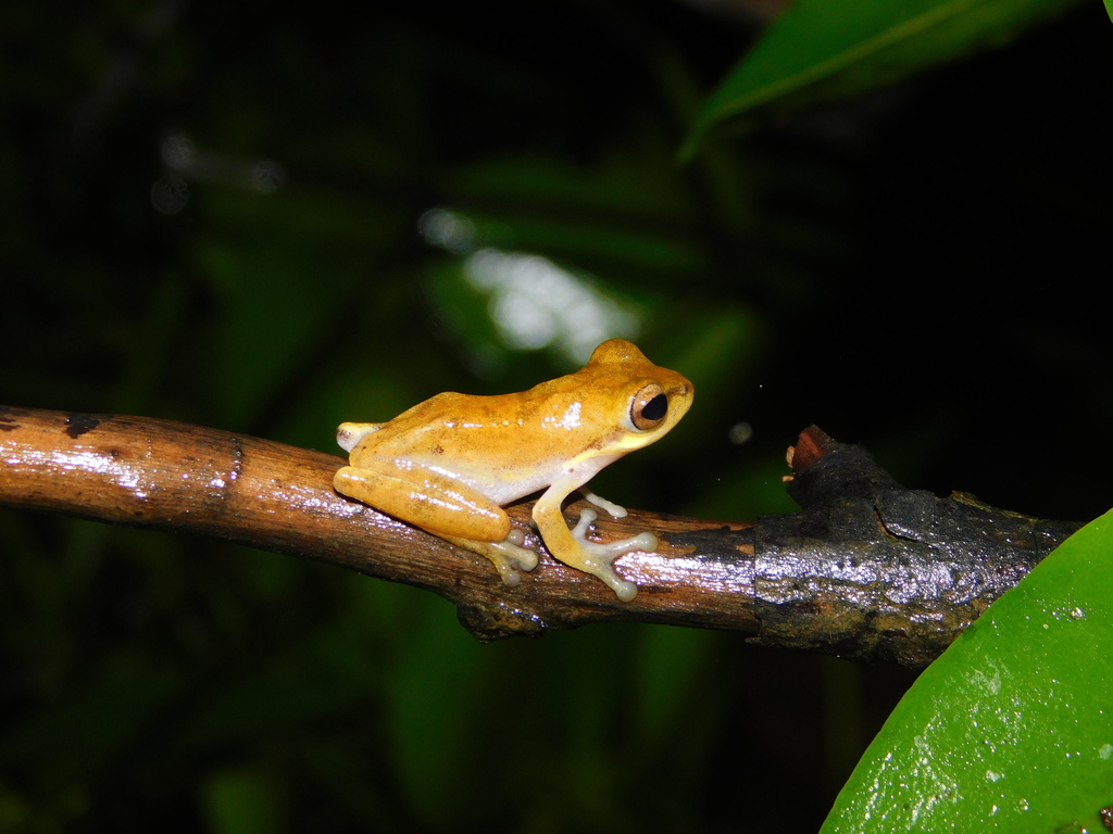 katak-pucat pantaiselatan (Chirixalus pantaiselatan)
