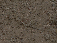 Phrynocephalus versicolor