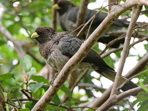 Eastern Plantain-eater