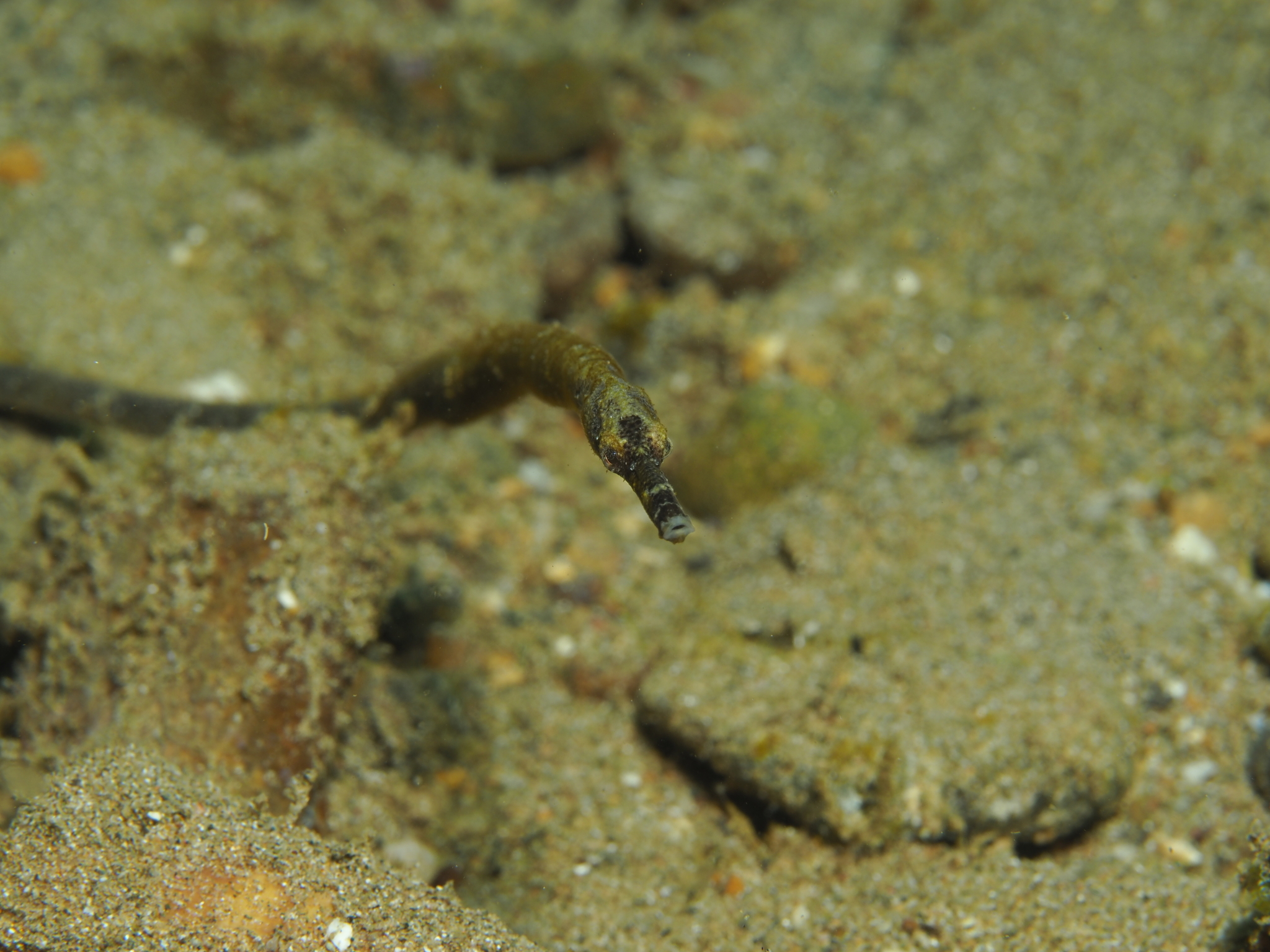 Long-Head Pipefish photo 7