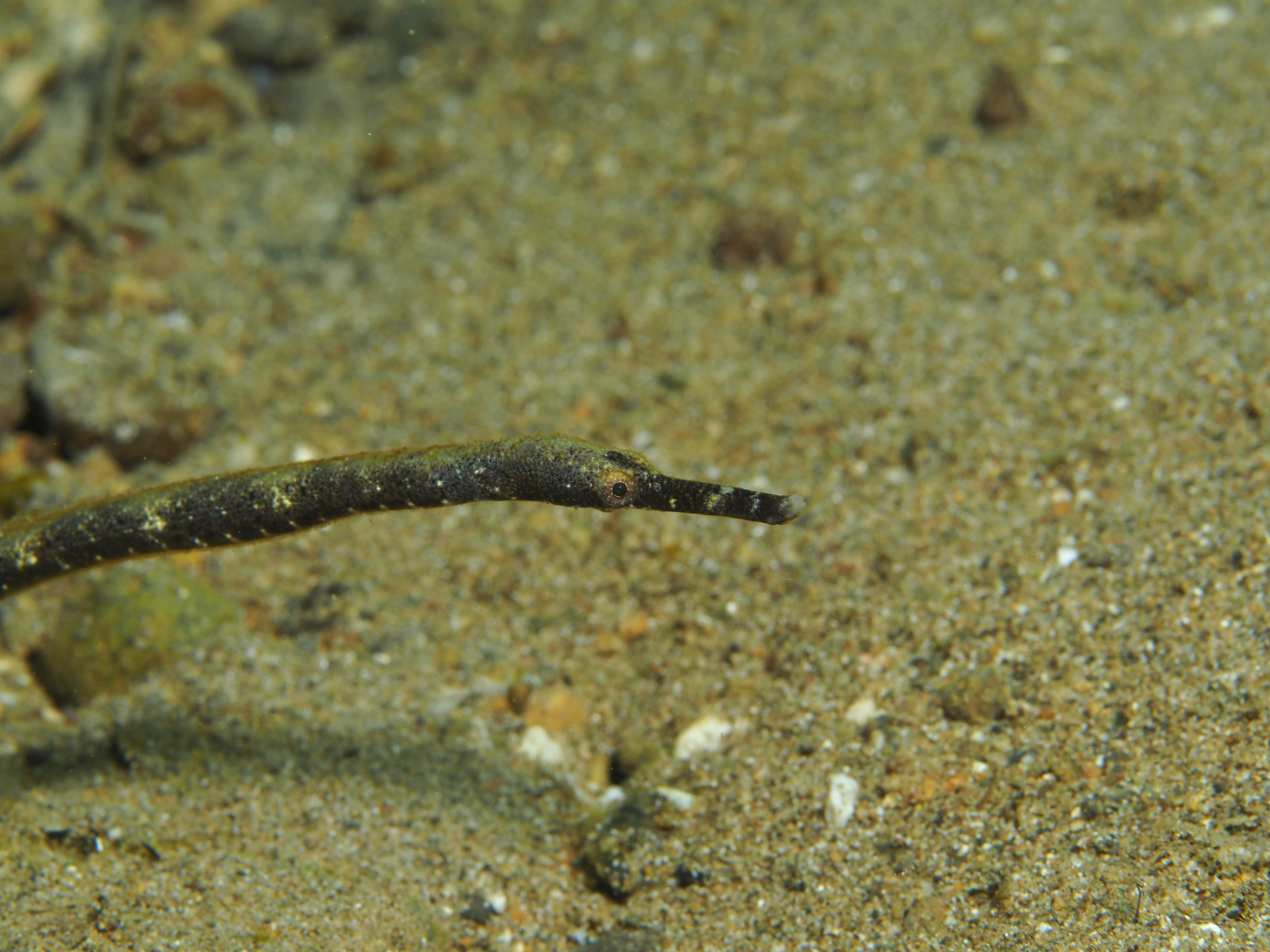 Long-Head Pipefish photo 6
