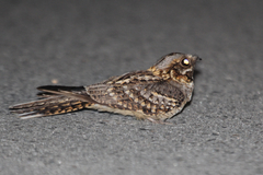 Caprimulgus ruficollis