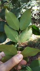 Ligustrum japonicum