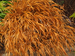Hakonechloa macra