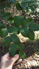 Ligustrum japonicum