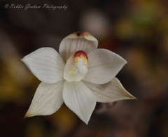 Thelymitra purpureofusca
