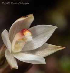 Thelymitra purpureofusca