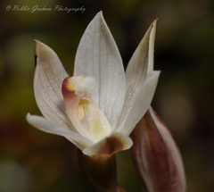 Thelymitra purpureofusca
