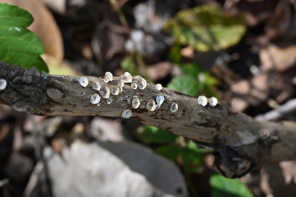 Trametes conchifer · November 2025 · photo: © vince13 (iNaturalist, cc0)
