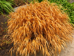 Hakonechloa macra