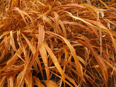 Hakonechloa macra