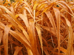 Hakonechloa macra