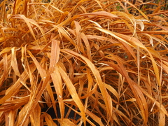 Hakonechloa macra
