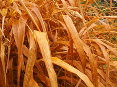 Hakonechloa macra