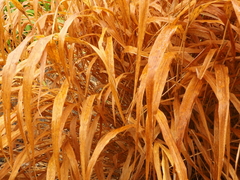 Hakonechloa macra
