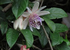 Passiflora riparia