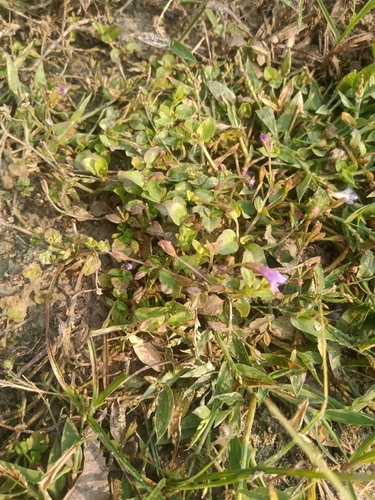 Brittle False Pimpernel