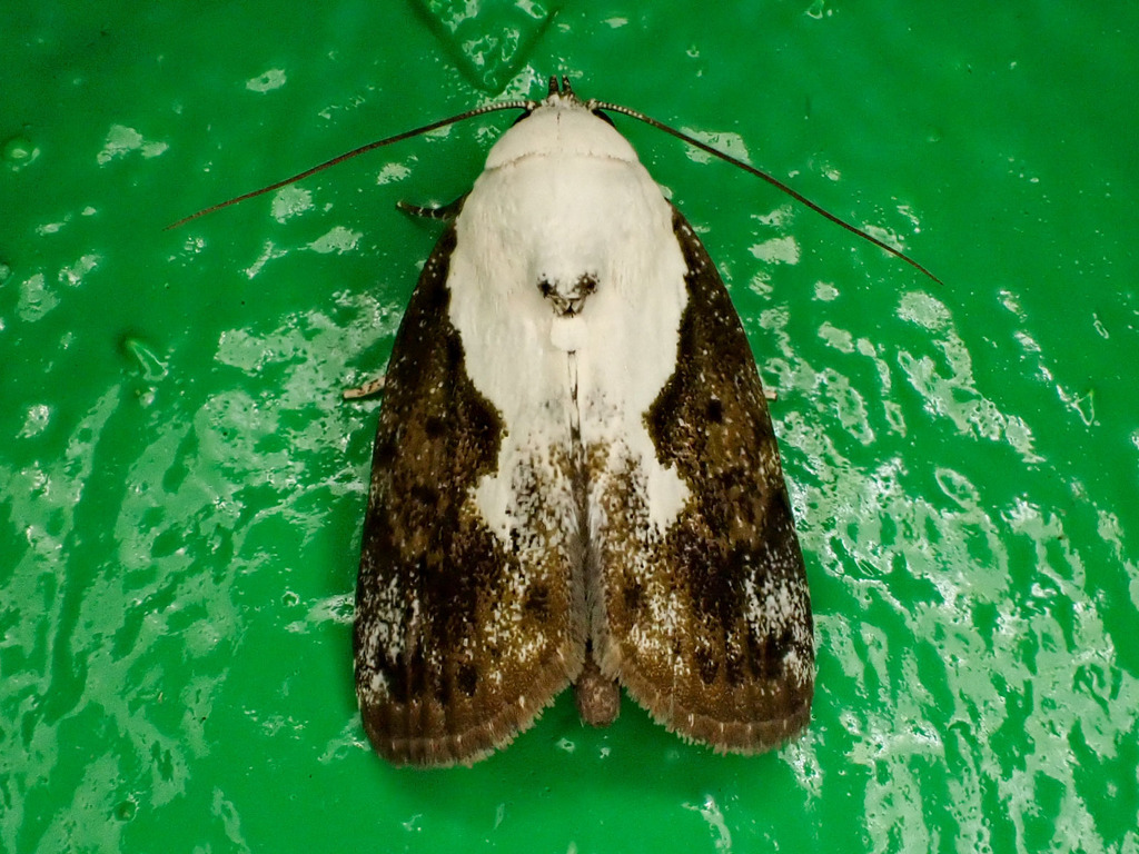 Tathothripa arcuosa