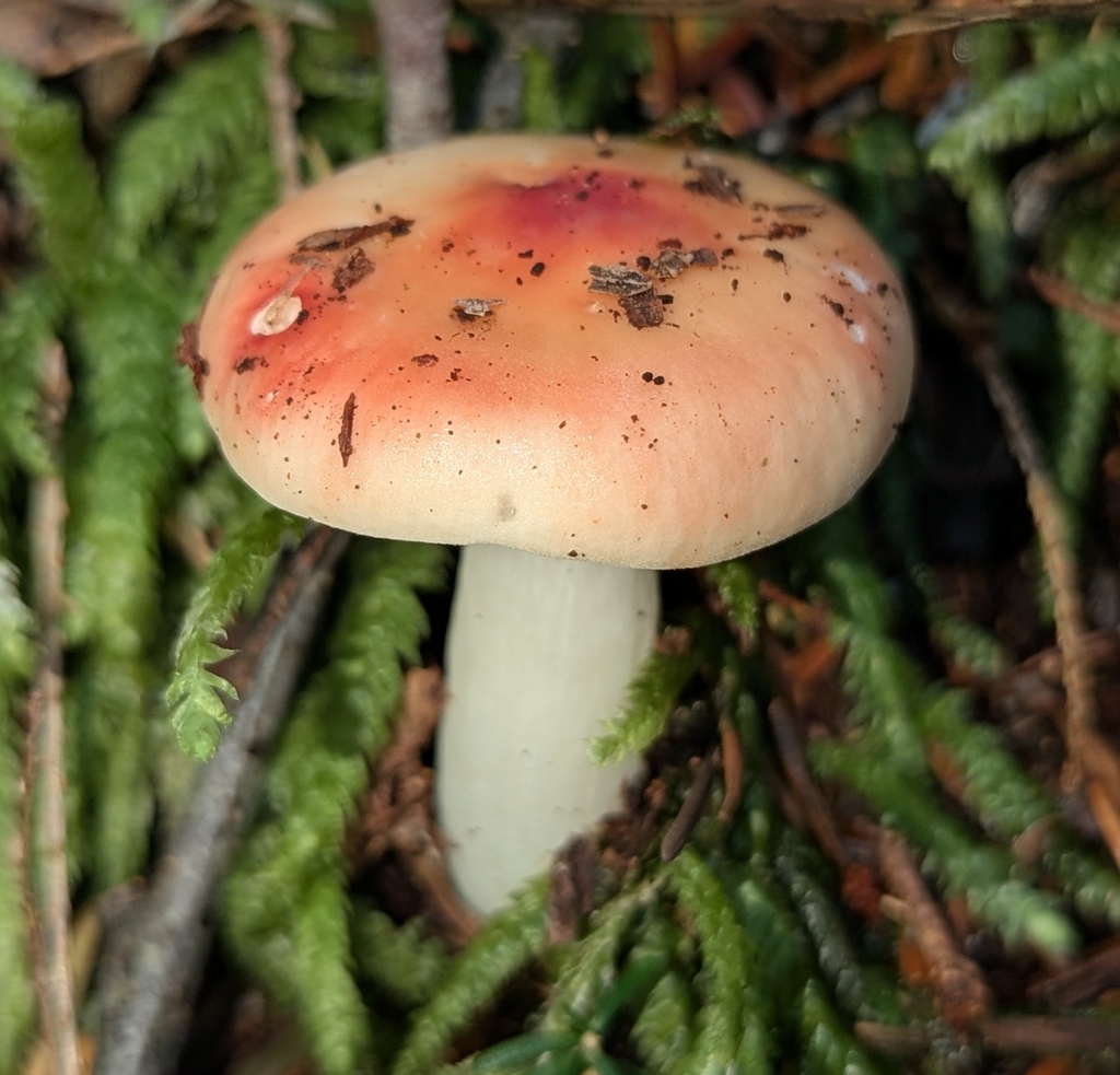 Russula emetica