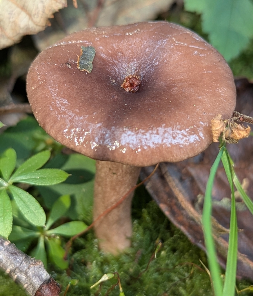 Lactarius pseudomucidus · November 2025 · photo: © benkeen (iNaturalist, cc0)