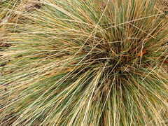 Helictotrichon sempervirens