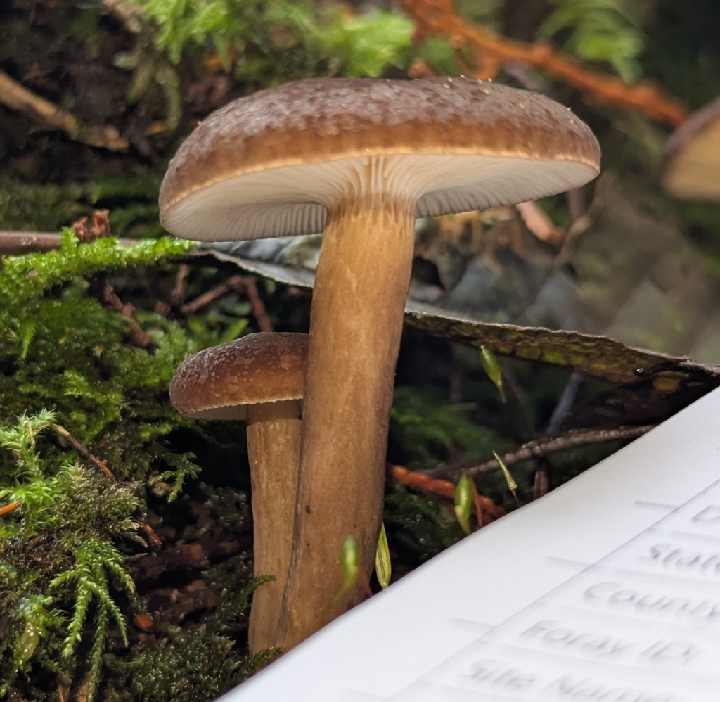 Lactarius fallax · November 2025 · photo: © benkeen (iNaturalist, cc0)