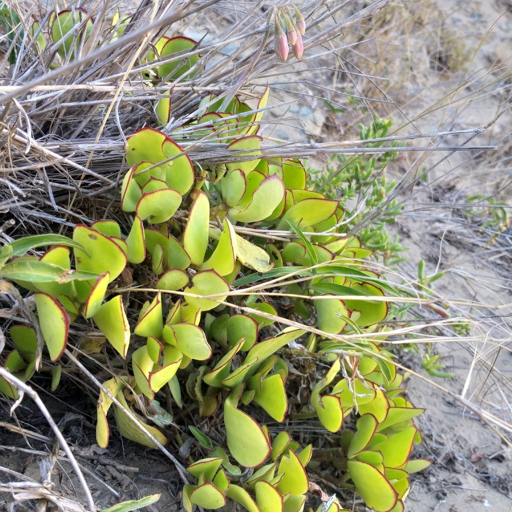 Cotyledon eliseae