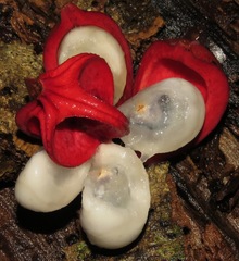 Tetragastris altissima