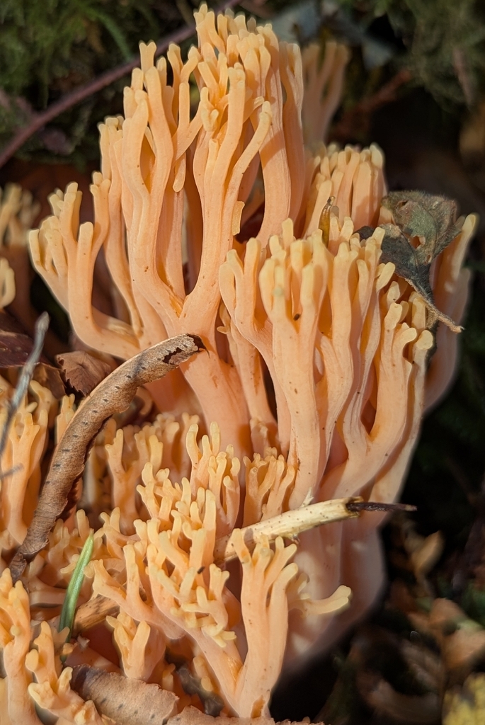 Ramaria leptoformosa · November 2025 · photo: © benkeen (iNaturalist, cc0)