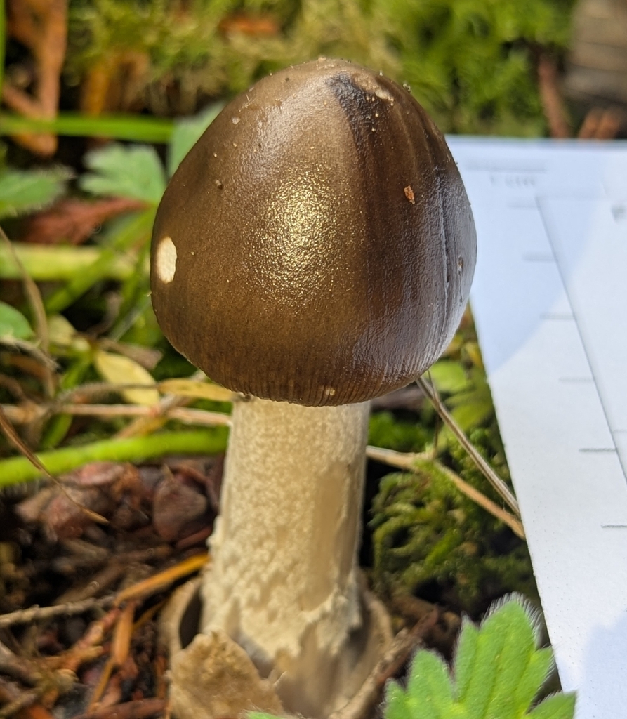 Amanita constricta · November 2025 · photo: © benkeen (iNaturalist, cc0)