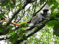 Cercopithecus ascanius schmidti