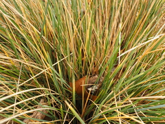 Helictotrichon sempervirens