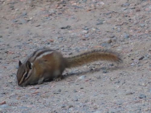 Colorado Chipmunk observed by emiliorv
