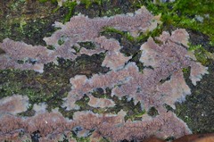 Phlebia rufa