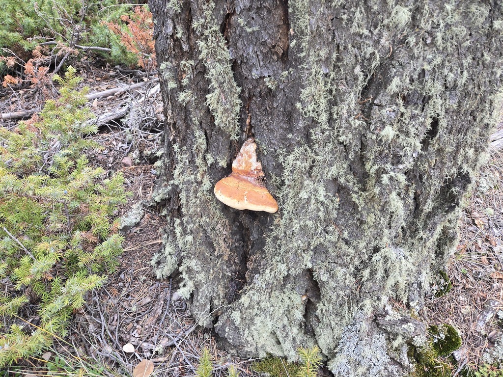 Fomitopsis schrenkii