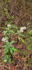 Leucozoma elatum, photograph emilyhoskin, CC BY, iNaturalist via GBIF