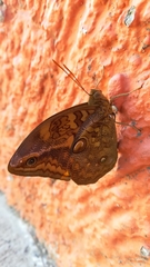 Opsiphanes boisduvallii