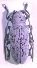 Prosopocera cretacea