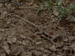 Phrynocephalus versicolor