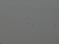 Syrrhaptes paradoxus