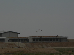 Syrrhaptes paradoxus