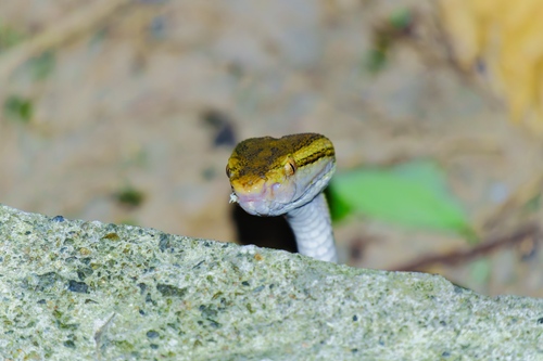 Brown spotted pitviper, Protobothrops mucrosquamatus