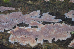 Phlebia rufa