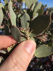 Arctostaphylos canescens