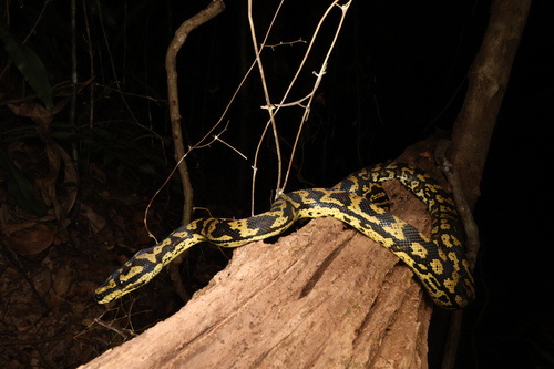 Jungle Carpet Python sighting