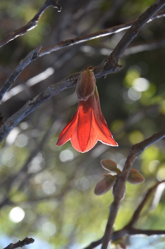 Brachychiton albidus Guymer 2