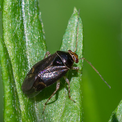 Camptozygum aequale