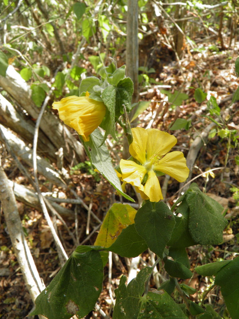 Abutilon macvaughii (Abutilon macvaughii)